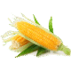 Organic Sweet Corn